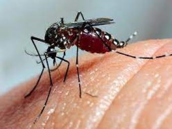 Boletim da dengue confirma 22 mil novos casos e mais 18 bitos no Paran