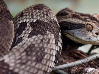 Jovem  picado nos lbios por cobra jararaca em Cascavel