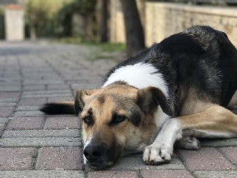 CastraPet Paran� atender� 11 munic�pios da Comcam em janeiro