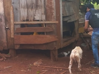 14 ces so resgatados em situao de maus-tratos no Paran