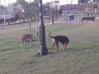 Vereador cobra responsabilidade de donos e diz que no existe cachorro de rua em Campina da Lagoa