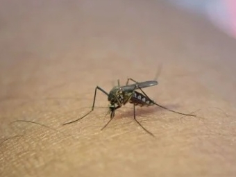 Campina da Lagoa liga alerta para aumento de casos de dengue e Engenheiro Beltro enfrenta surto de chikungunya