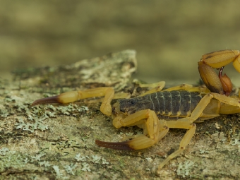 Alerta de sa�de p�blica em Campina da Lagoa: risco real com escorpi�o-amarelo