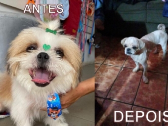 Morador do Jardim Santa Terezinha denuncia caso de crueldade aps cachorro ser tosado durante fuga